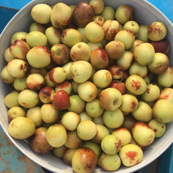 大荔双杏迎丰年，“杏”福产业添新彩